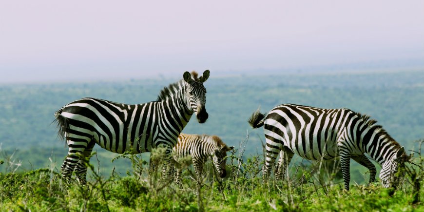 zebror i Serengeti Tanzania