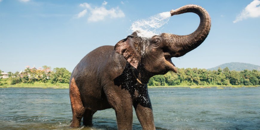 World Elephant Day – Vi hyllar den asiatiska elefanten!