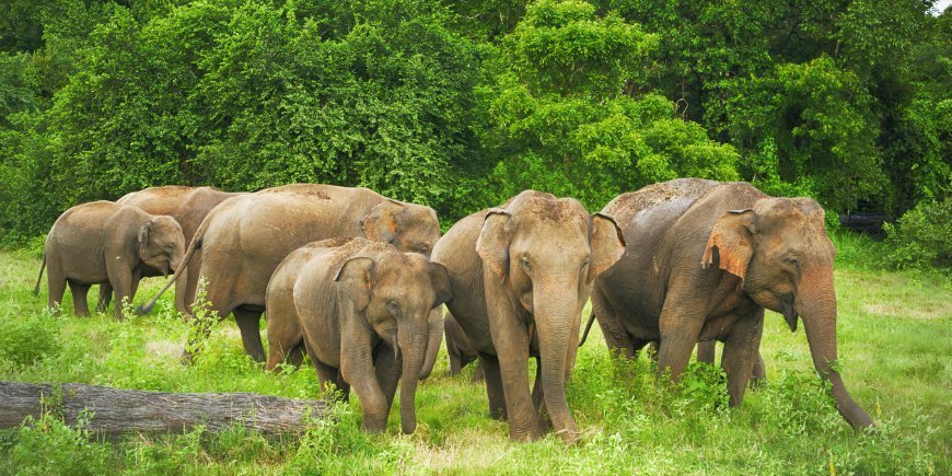 Elefanter Minneriya Sri Lanka