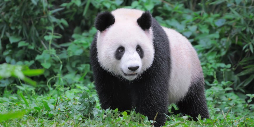 Panda Kina