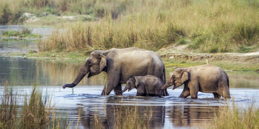 Elefant familj