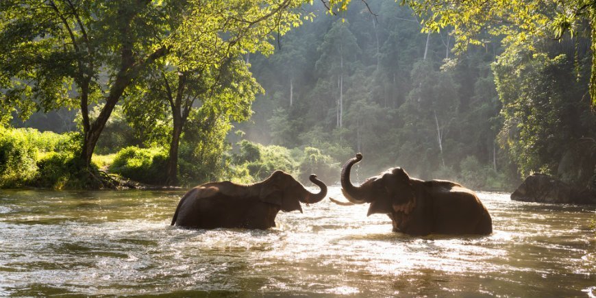 Elefanterna simmar i floden