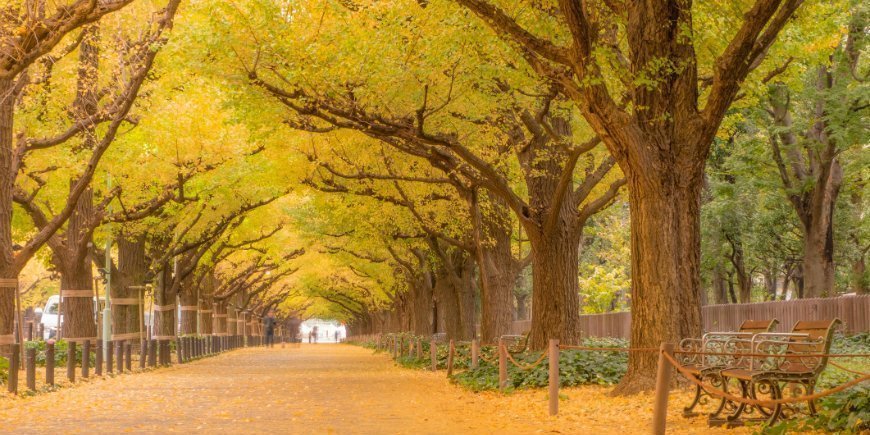 Gingkoträd i Tokyo