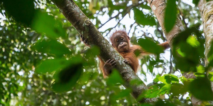 Sumatras tropiska regnskog