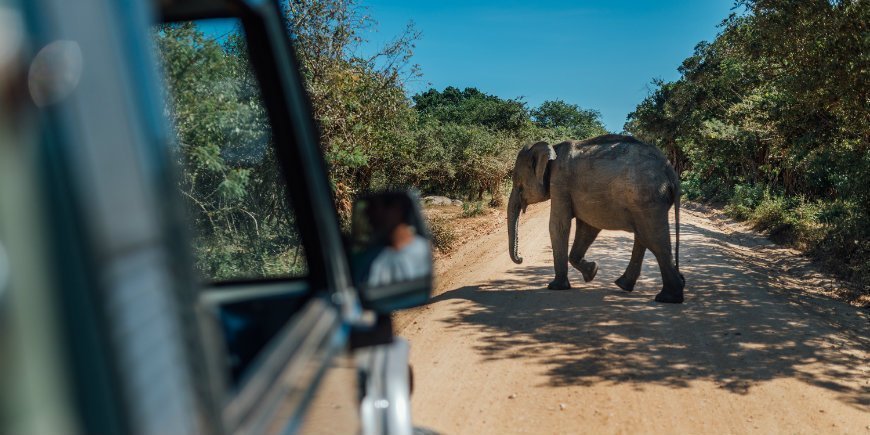 Upplev elefanter på safari