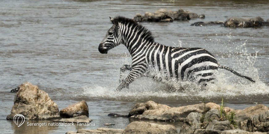 Zebra i Serengeti