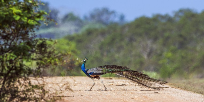 Påfågel i Bundala nationalpark i Sri Lanka 