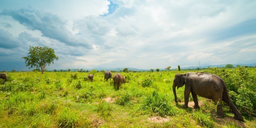 Vilda elefanter i Udawalawe nationalpark 