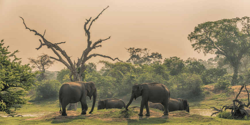 Grupp av vilda elefanter vid drickplats i djungeln i Yala nationalpark i Sri Lanka 