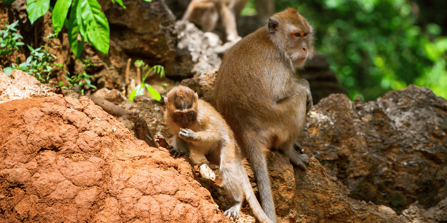 Makaker i den vilda djungeln i Khao Sok i Thailand. 
