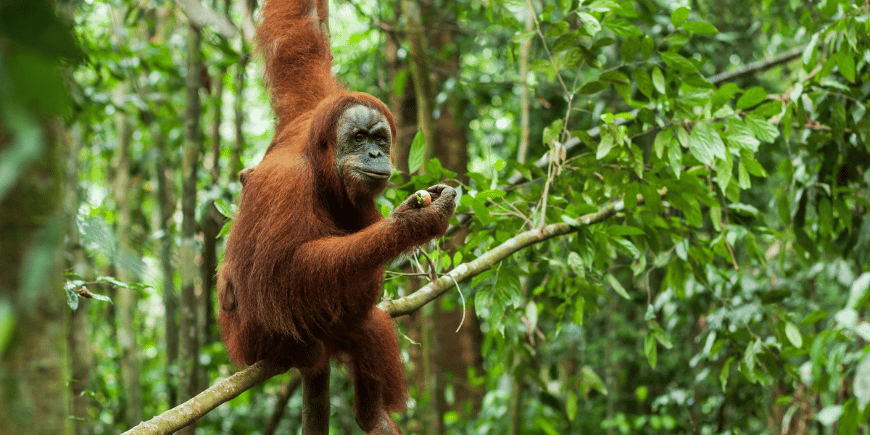 Orangutang i de vilda skogarna på Sumatra 