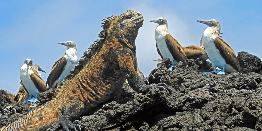 Havsleguaner och blåfotade sulor på Galápagos i Ecuador. 