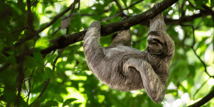 Vild sömngångare hänger i trädet med glatt ansikte och avslappnad blick i Costa Ricas regnskog. 