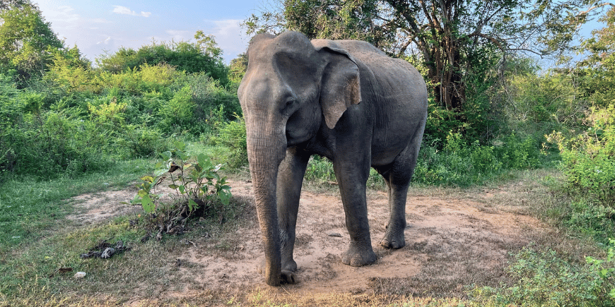 elefant i udawalawe nationalpark sri lanka